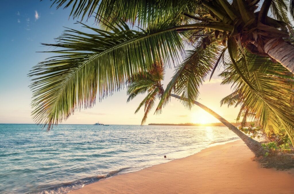 Palm and tropical beach in Punta Cana