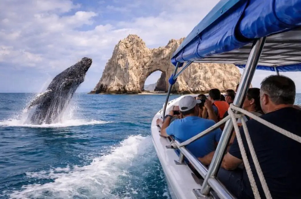 Humpback whale breaching near Cabo San Lucas during winter whale watching season